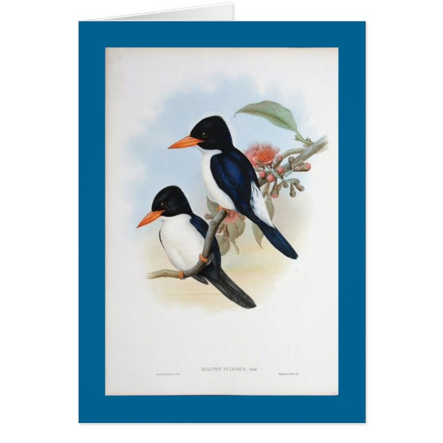 Gould - blauer und weißer Eisvogel (Vorne)