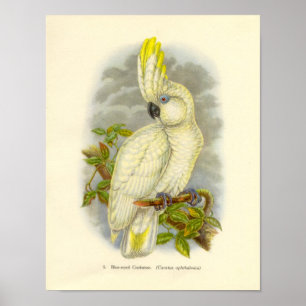 Gould - Blaues Mit Augen Cockatoo Portfolio Poster
