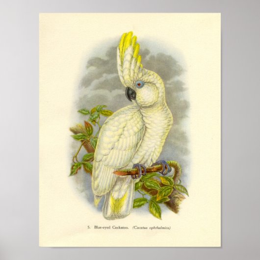Gould - Blue-Mit Augen Cockatoo Portfolio Poster (Vorne)