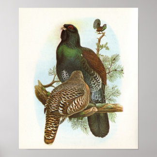 Gould - Capercaillie - Tetrao urogallus Poster