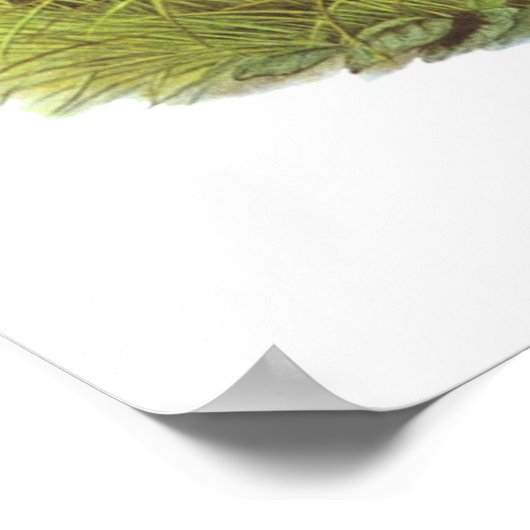 Gould - Corncrake - Crex crex Poster (Ecke)