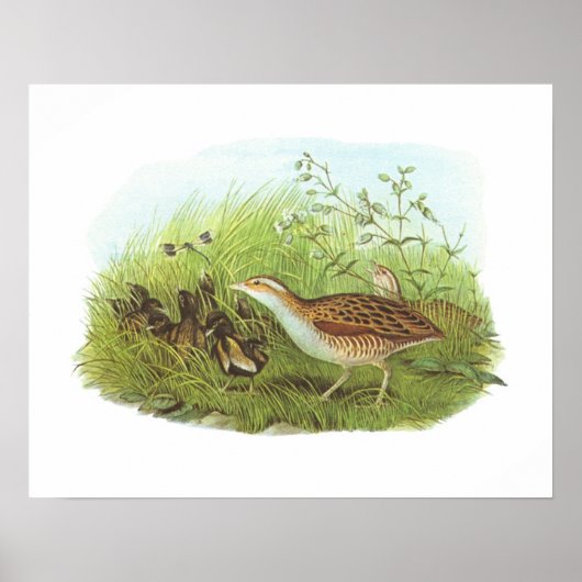 Gould - Corncrake - Crex crex Poster (Vorne)