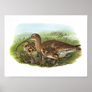 Gould - Curlew - Numenius arquata Poster