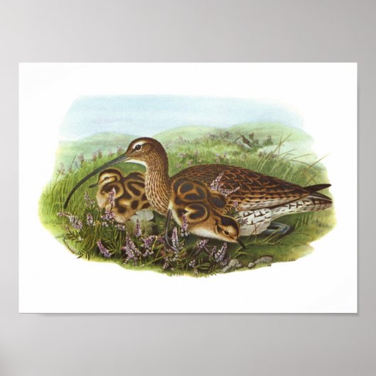 Gould - Curlew - Numenius arquata Poster (Vorne)