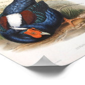 Gould - Das Fireback Fasant-Portfolio von Swinhow Poster (Ecke)