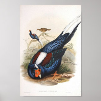 Gould - Das Fireback Fasant-Portfolio von Swinhow Poster