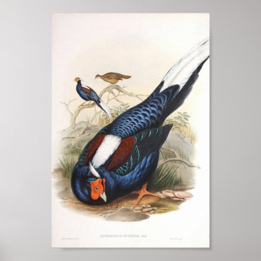 Gould - Das Fireback Fasant-Portfolio von Swinhow Poster (Vorne)