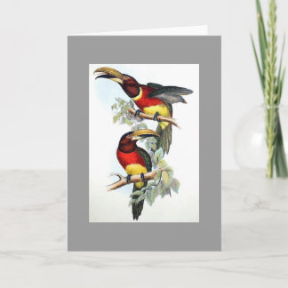Gould - Doppelt-Ergatterte Aracari Toucan Karte