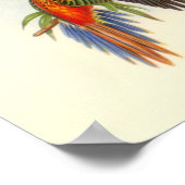 Gould - Fiery Parakeet Portfolio Poster (Ecke)