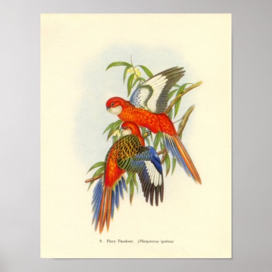 Gould - Fiery Parakeet Portfolio Poster (Vorne)