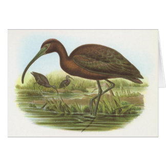 Gould - glattes IBIS - Plegadis falcinellus