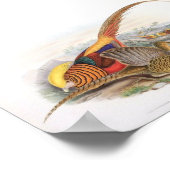 Gould - Golden Pheasant Portfolio Poster (Ecke)