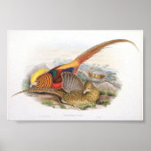 Gould - Golden Pheasant Portfolio Poster (Vorne)