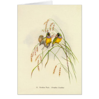 Gould - Gouldian Fink-Karte