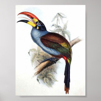 Gould - Grau-Breasted Aracari Toucan Portfolio Poster