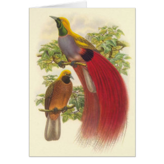 Gould - Grau-Chested Paradiesvogel
