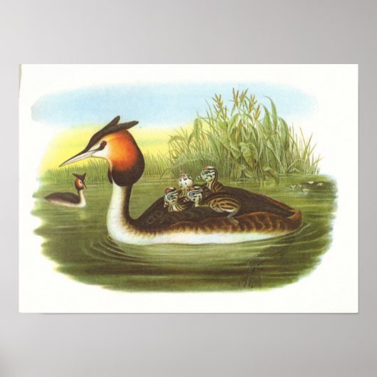 Gould - Great Crested Grebe - Podiceps cristatus Poster (Vorne)