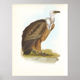Gould - Griffon Vulture - Zigeunen fulvus Poster