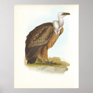 Gould - Griffon Vulture - Zigeunen fulvus Poster