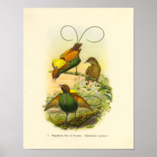 Gould - Großartiger Bird of Paradise Portfolio Poster
