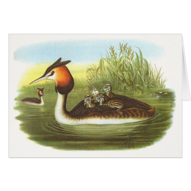 Gould - großer Grebe mit Haube - Podiceps (Vorderseite (Horizontal))
