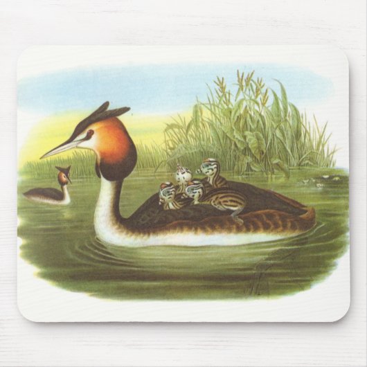 Gould - großer Grebe mit Haube - Podiceps Mousepad (Vorne)