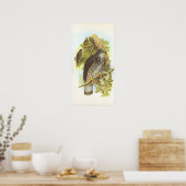 Gould - Honey Buzzard - Pernis apivorus Poster (Küche)