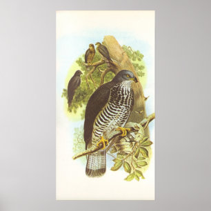 Gould - Honey Buzzard - Pernis apivorus Poster