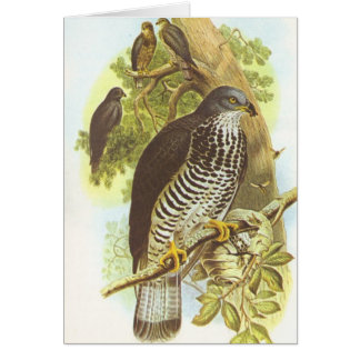 Gould - Honig-Bussard - Pernis apivorus