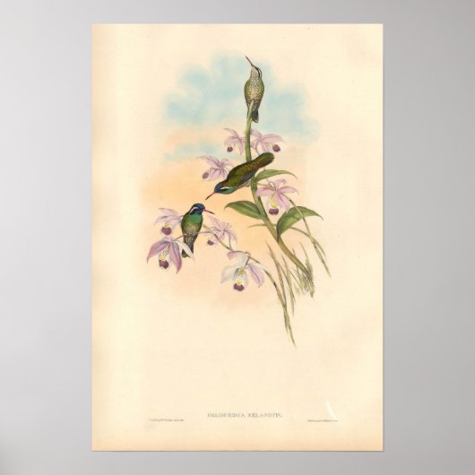 Gould Hummingbirds and Orchids Poster (Vorne)