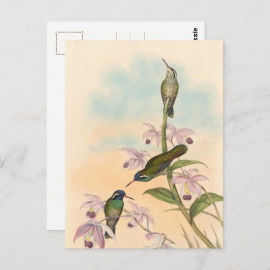 Gould Hummingbirds and Orchids Postkarte (Vorne/Hinten)