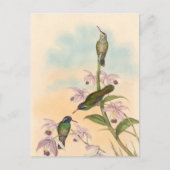 Gould Hummingbirds and Orchids Postkarte (Vorderseite)