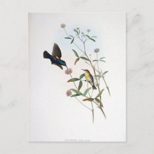 Gould - Jericho Sunbird Postkarte (Vorderseite)