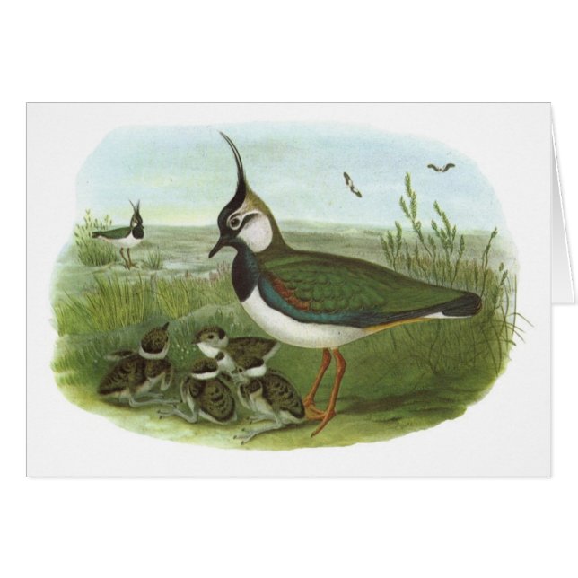 Gould - Kiebitz - Vanellus Vanellus (Vorderseite (Horizontal))
