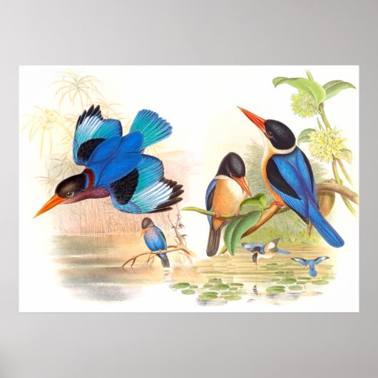 Gould Kingfisher Birds Poster (Vorne)