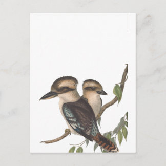 Gould Kookaburra Australiana Ankündigungspostkarte