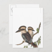 Gould Kookaburra Australiana Ankündigungspostkarte (Vorne/Hinten)