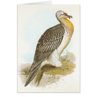 Gould - Lämmergeier - Lammergeyer