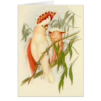 Gould - Leadbetters Cockatoo