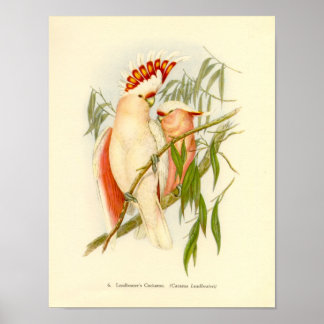 Gould - Leadbetter's Cockatoo-Portfolio Poster