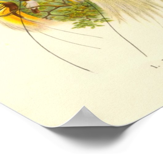 Gould - Lesser Bird of Paradise Portfolio Poster (Ecke)
