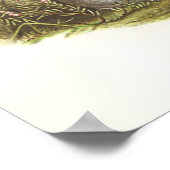 Gould - Manx Sherwater - Procellaria puffinus Poster (Ecke)