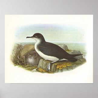 Gould - Manx Sherwater - Procellaria puffinus Poster