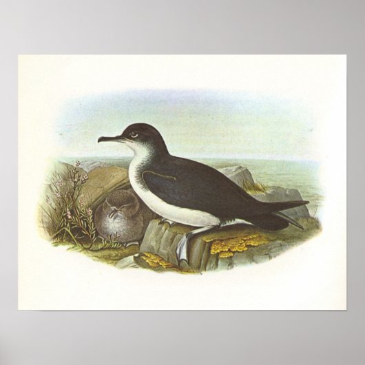 Gould - Manx Sherwater - Procellaria puffinus Poster (Vorne)