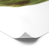 Gould - Moorhen - Gallinula chloropus Poster (Ecke)