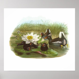 Gould - Moorhen - Gallinula chloropus Poster