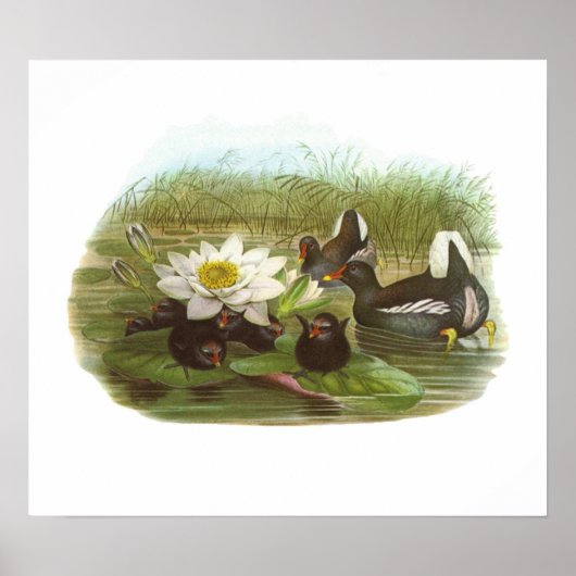 Gould - Moorhen - Gallinula chloropus Poster (Vorne)