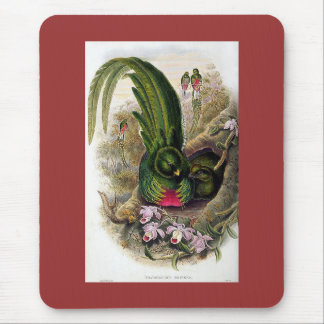 Gould - Quetzal Mousepad