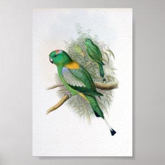 Gould - Racket-Tails-Papagei Poster