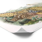 Gould - Reeve Fasant-Portfolio Poster (Ecke)